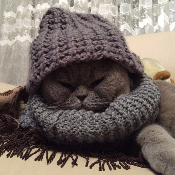 Котик в шапке и шарфе