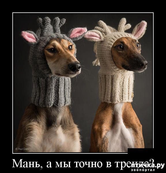 Шапка оленя для собаки