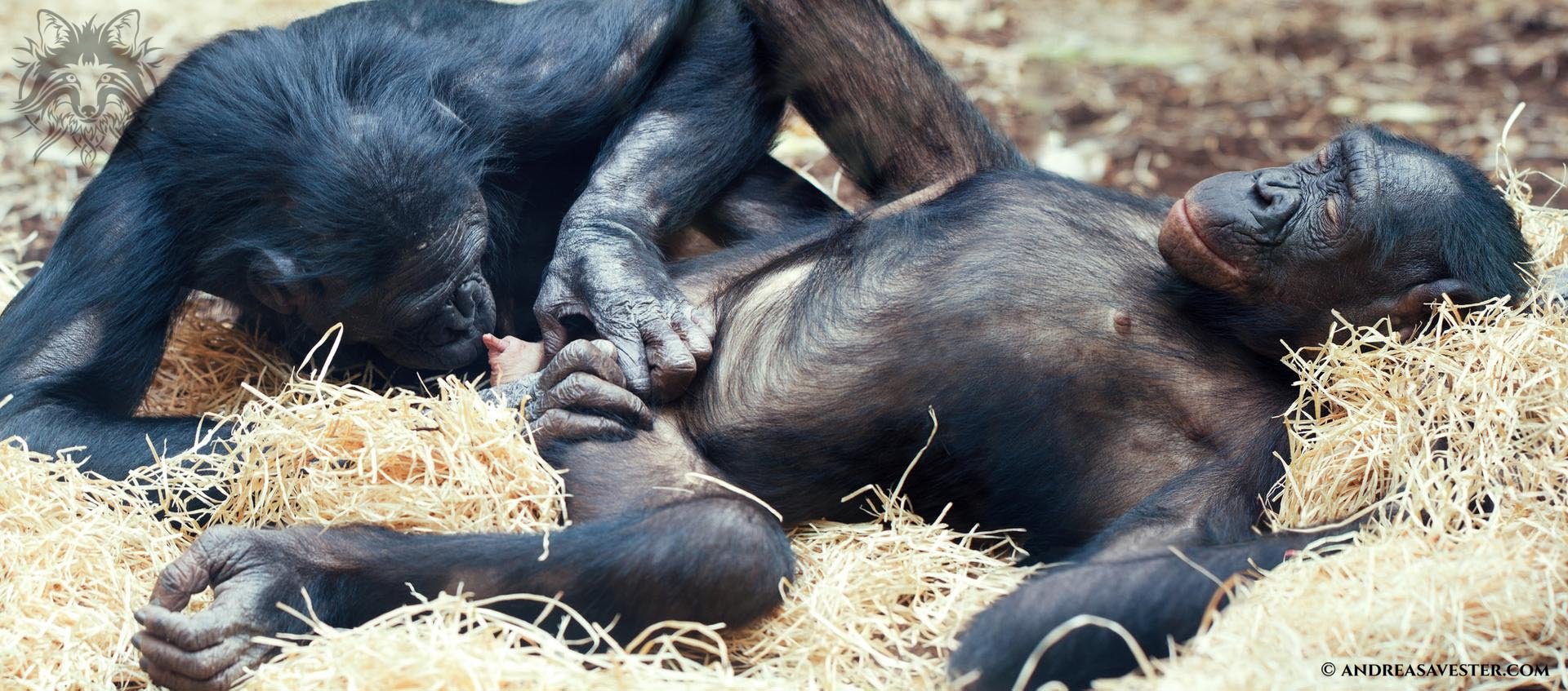 Bonobo porn