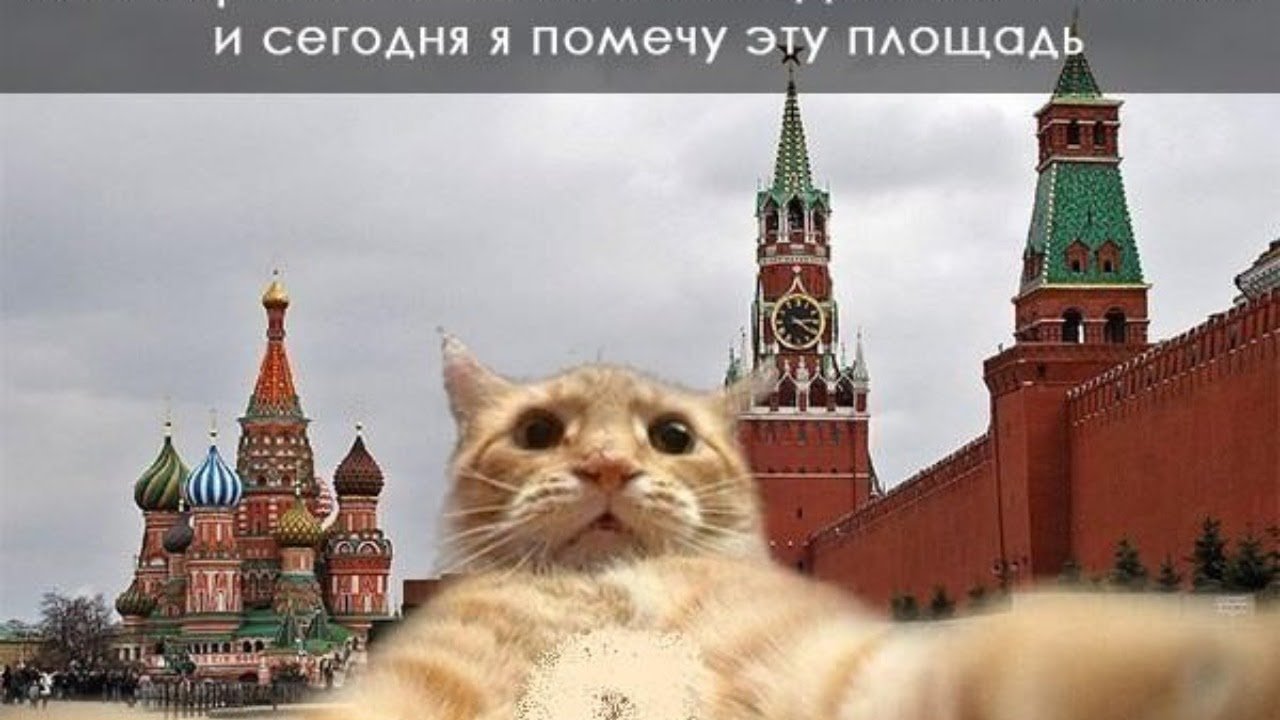 Привет приедешь сегодня. Джонни Кэтсвилл красная площадь. Джонни Кэтсвилл в Москве. Кот на красной площади. Смешной Кремль.