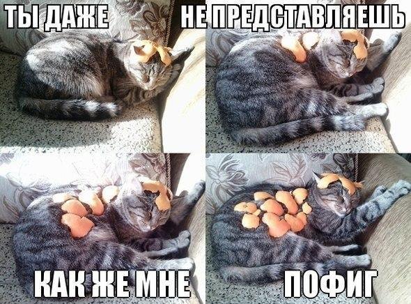 Пофиг прикол