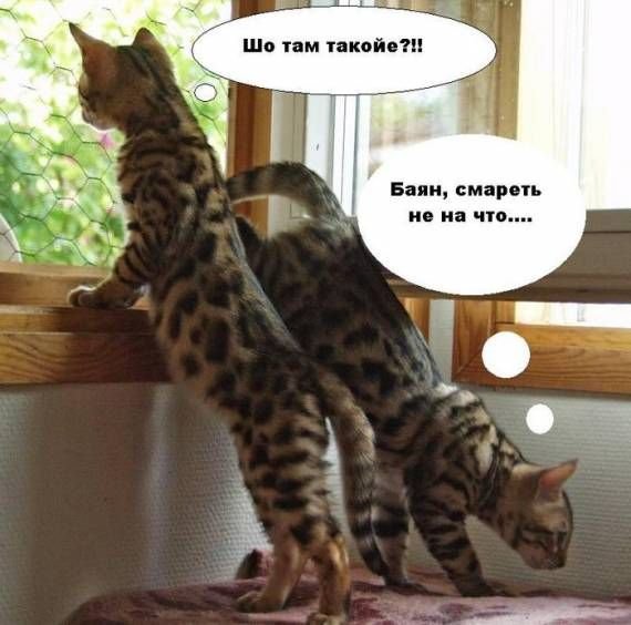 Юмор в картинках кошки