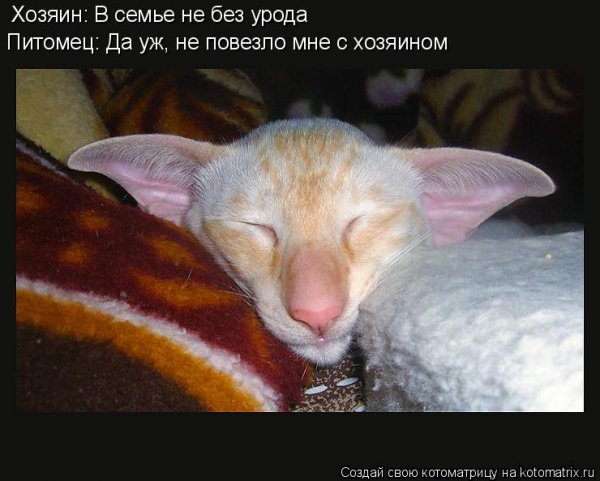 Прикольные животные с надписями спокойной ночи