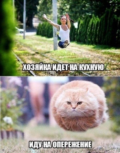 Смешные картинки с надписями