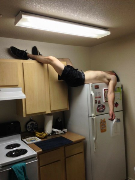 Толстые животные