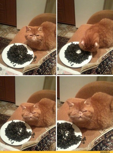 Приколы с надписями