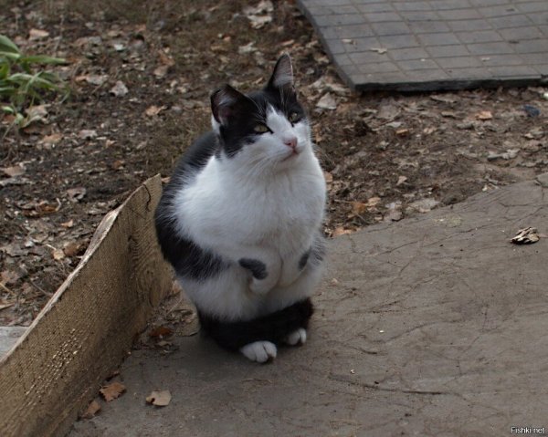 Смешные картинки с надписями