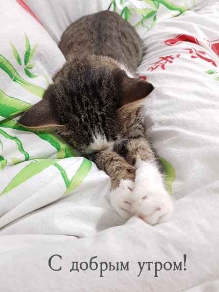 Проснулись с добрым утром