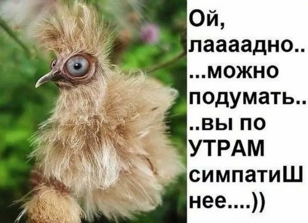 Доброе утро смешные