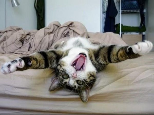 Идеальное утро проснулся потянулся улыбнулся