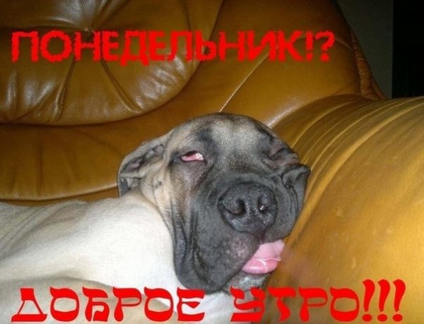 Доброе утро с собаками прикольные