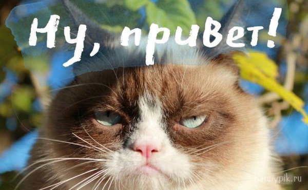 Кошачий приветик