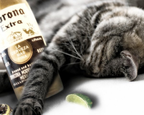 Пьяный кот