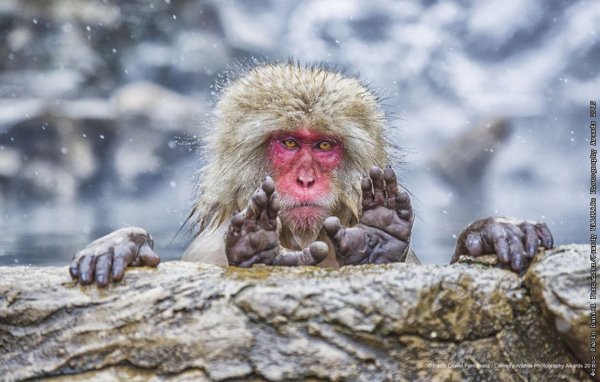 Финалисты конкурса comedy Wildlife Photography Awards: