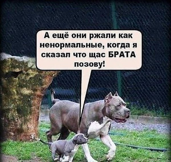 Прикольные фразы о старшем брате