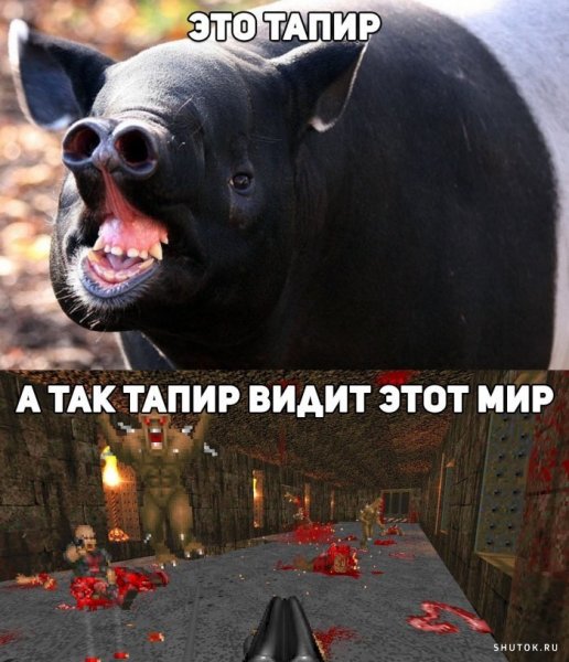 Тапир прикол