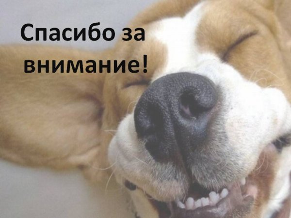 Спасибо за внимание с собачкой