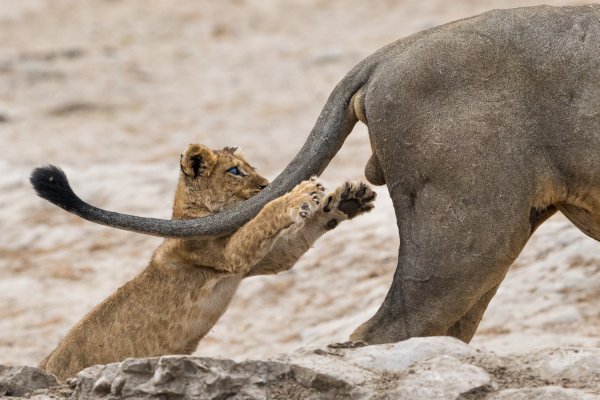 Comedy Wildlife Photography 2020