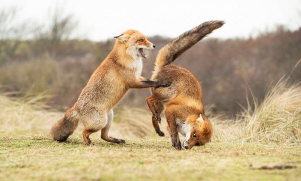 Финалисты конкурса comedy Wildlife Photography Awards: