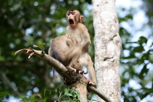 Финалисты конкурса comedy Wildlife Photography Awards: