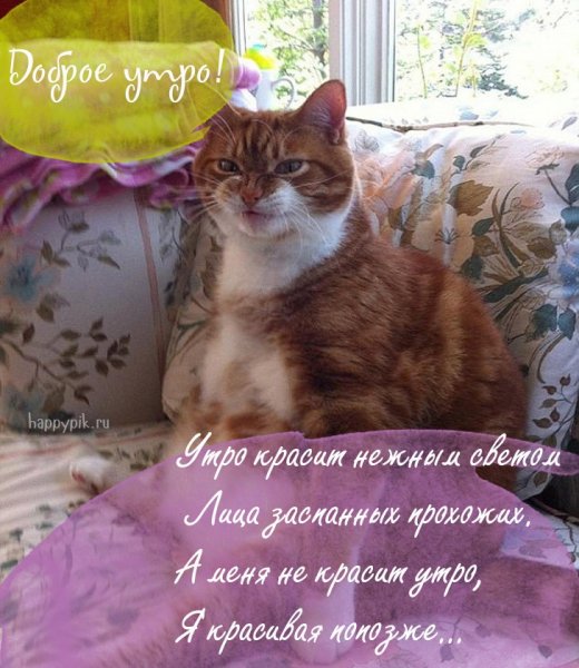 Смешные пожелания с добрым утром с животными