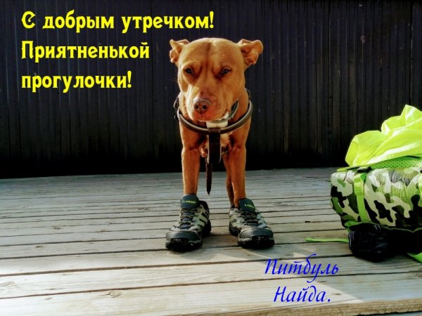 Необычные картинки с добрым утром с надписями