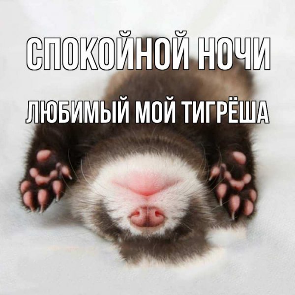 Смешные пожелания спокойной ночи