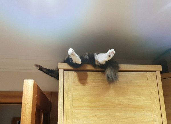 Кот спит в шкафу
