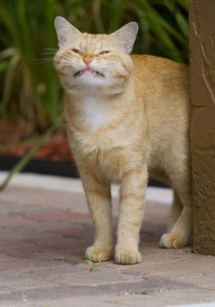 Угарные коты