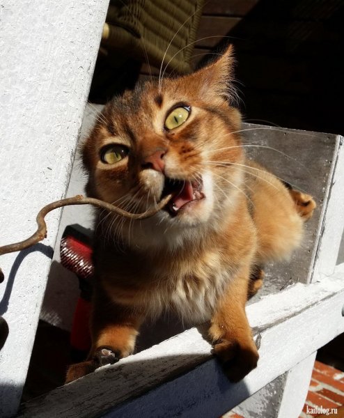 Ржачные коты