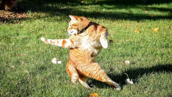 Мемные коты