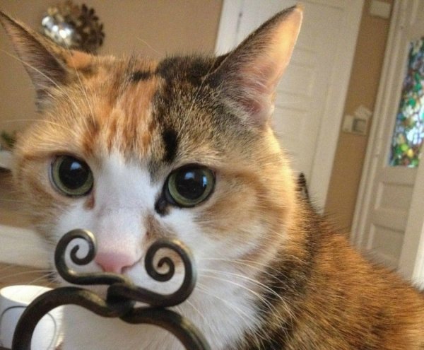 Кот прикол