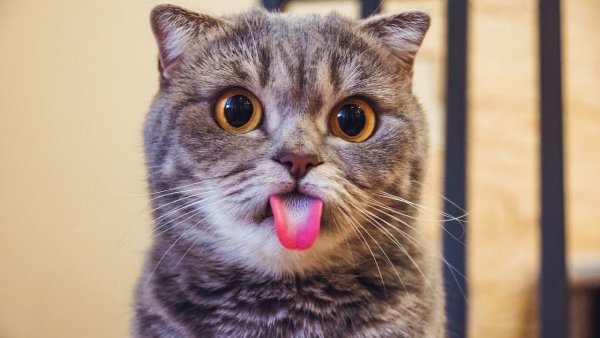Прикольные коты