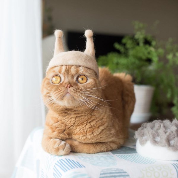 Прикольные котики