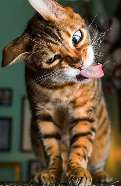 Мимишные котики