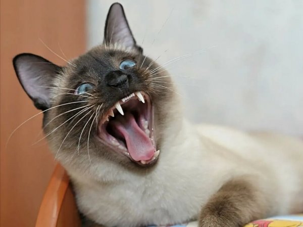 Злой сиамский кот