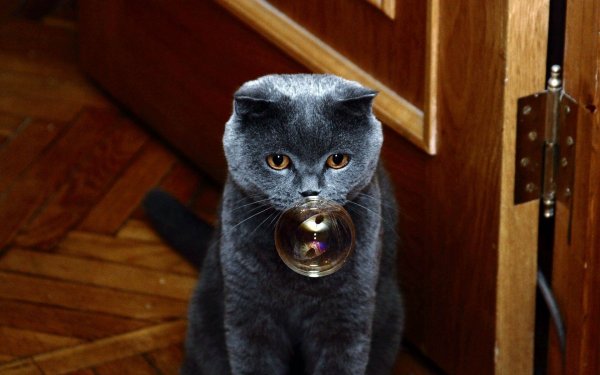 Котики приколы