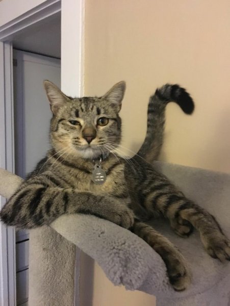 Наглая кошка