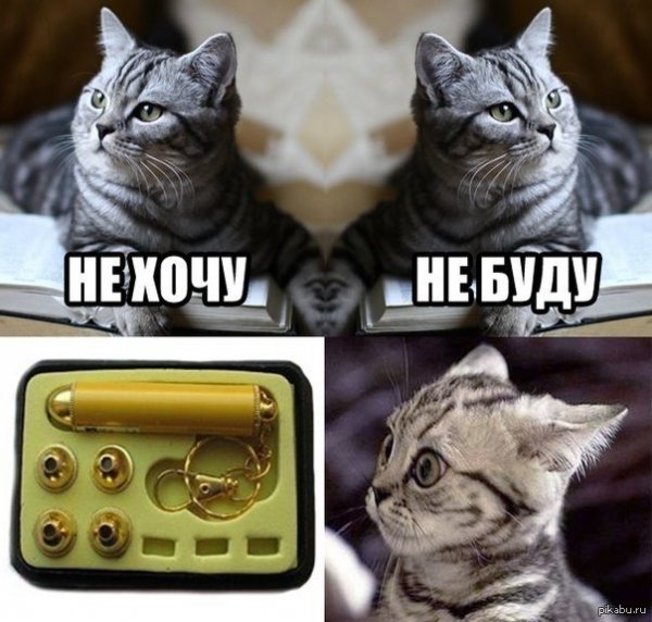 Мемы с котятами