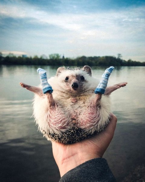 Позитивные животные