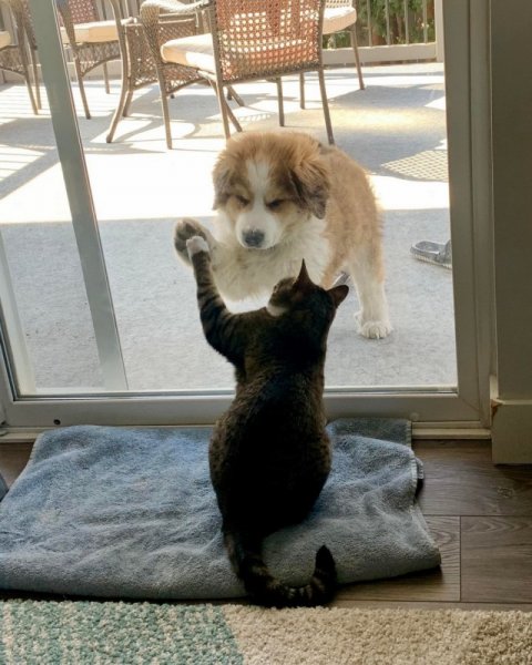 Картинки для поднятия настроения