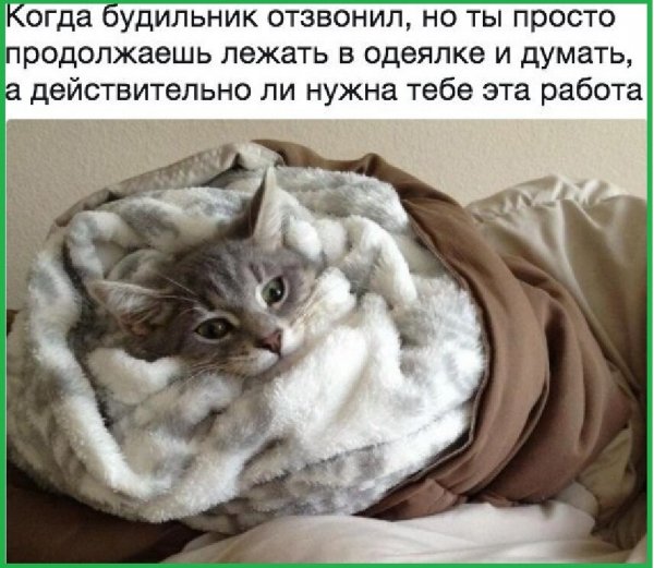 Утренние шутки для настроения