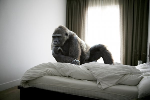 Спокойной ночи обезьяна