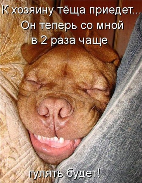 Смешные собаки с подписями