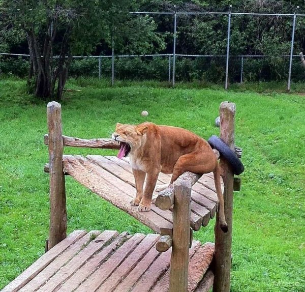 Позитивные животные для поднятия настроения