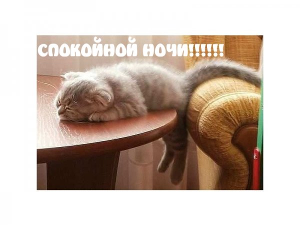 Прикольные животные с надписями спокойной ночи