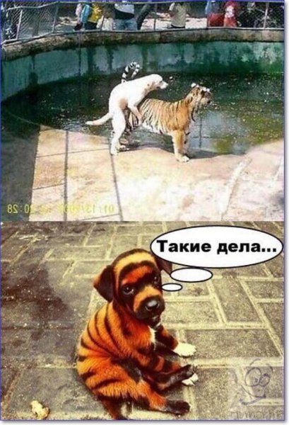 Смешно до слез с надписями