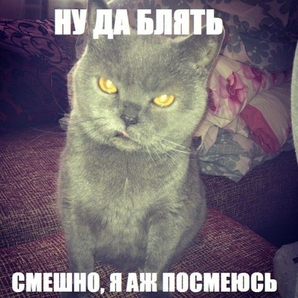 Прикольные картинки посмеяться