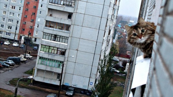 Здрасте кот