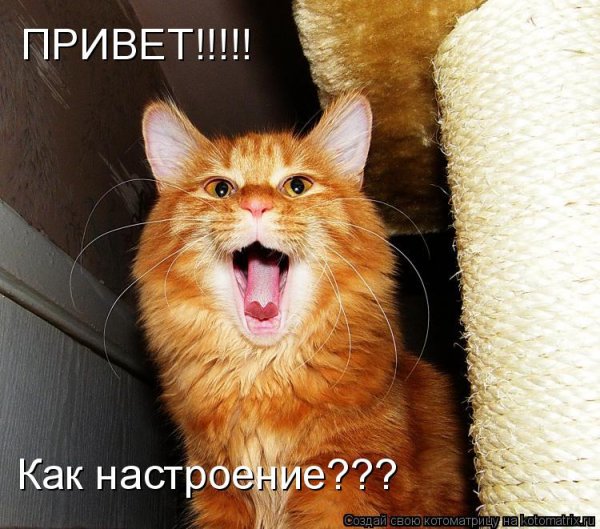 Привет прикол